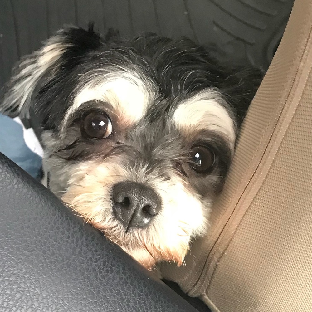 Meet your Posher, Anne